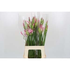 Nerine Bicolor Lipstick