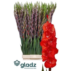GLADIOLUS GR 'BUNGA' red