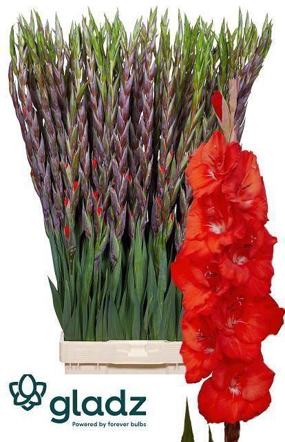 <h4>GLADIOLUS GR 'BUNGA' red</h4>