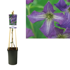 Clematis viticella +light label