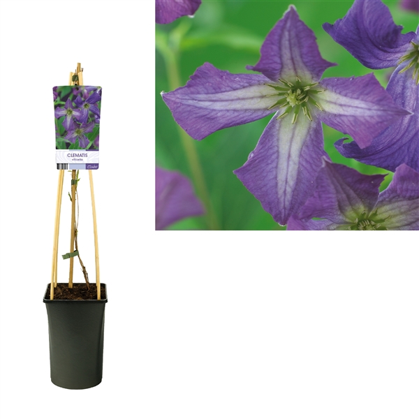 <h4>Clematis viticella +light label</h4>