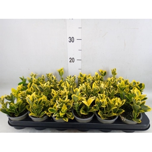 Euonymus japon. 'Ovatus Aureus'