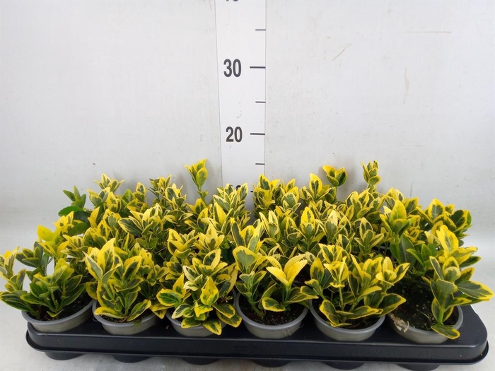 <h4>Euonymus japon. 'Ovatus Aureus'</h4>