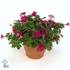 Petunia  'Tiny Tunia Cerise'