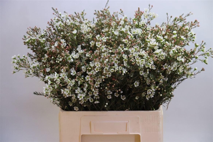 <h4>Chame Me Sirius</h4>