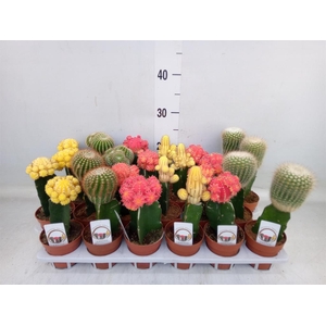 Gymnocalycium mihanov.   ...