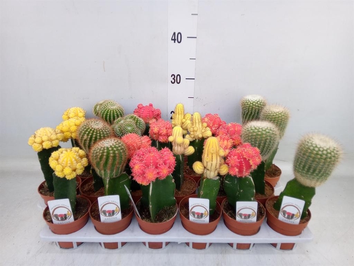 <h4>Gymnocalycium mihanov.   ...</h4>