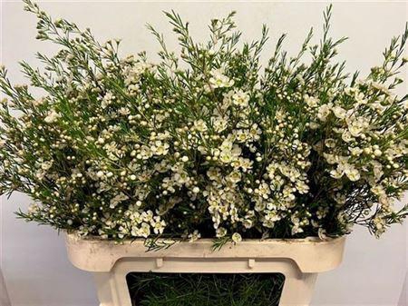 <h4>Chame Un Ofir White Extra 80cm</h4>