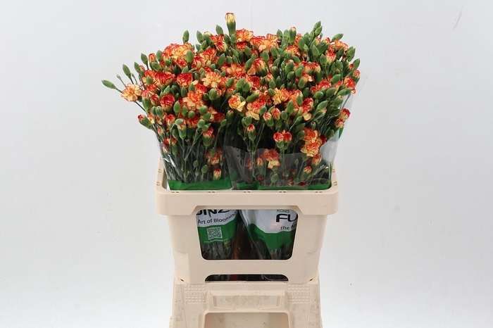 <h4>Di Tr Carimbo x20</h4>