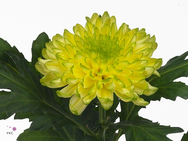 CHR G ZEMBLA BRASIL