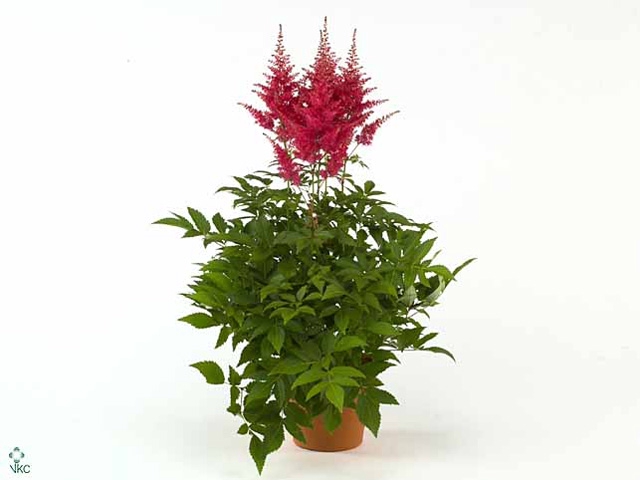 Astilbe arendsii 'Drum and Bass