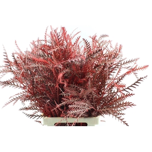 Grevilea Ivanhoe Red