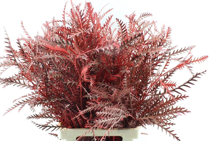 <h4>Grevilea Ivanhoe Red</h4>