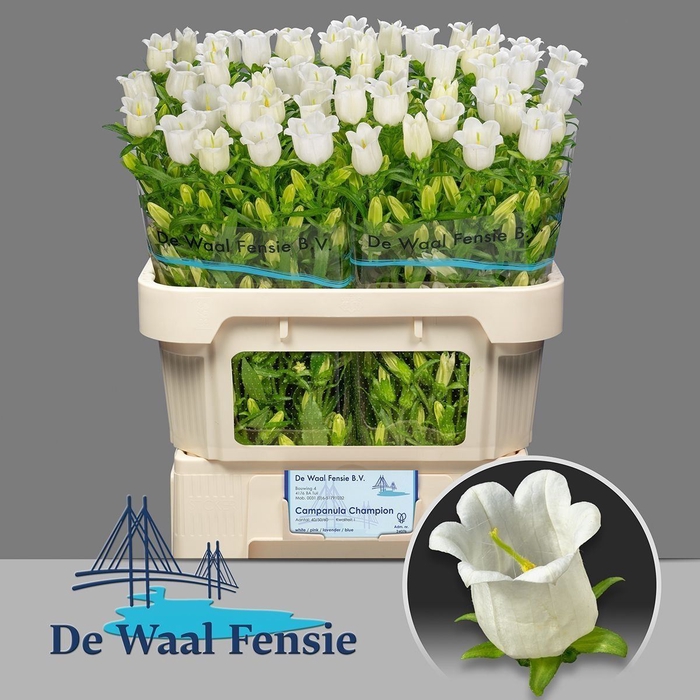 <h4>CAMPANULA MEDIUM 'CHAMPION WHITE'</h4>