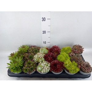 Sempervivum   ...