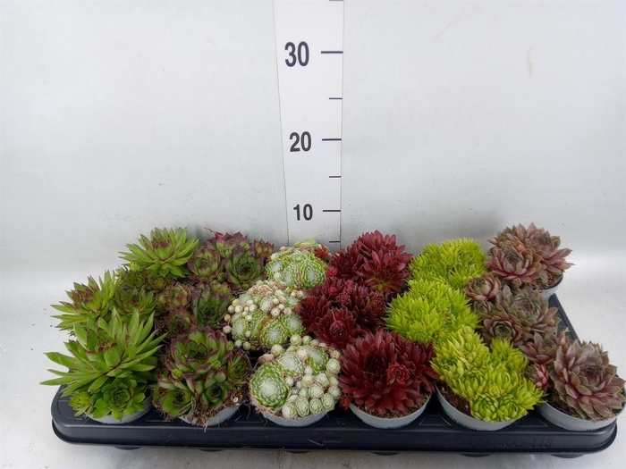 <h4>Sempervivum   ...</h4>