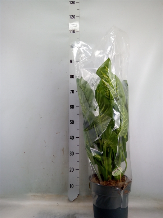 <h4>Dieffenbachia seg. 'Reeva'</h4>