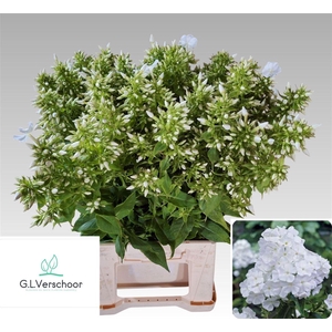 Phlox P Whit Admiral