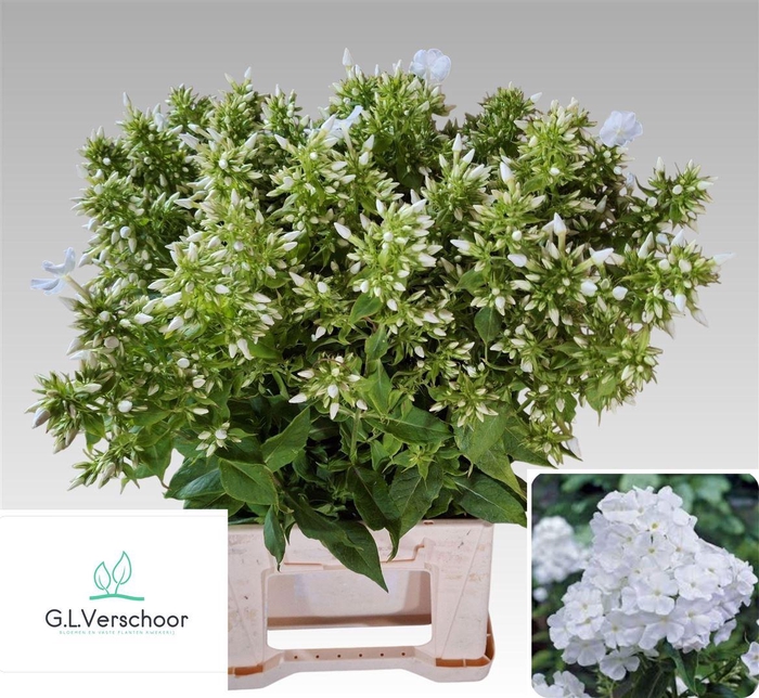 <h4>Phlox P Whit Admiral</h4>
