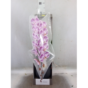 Phalaenopsis   ...lilac