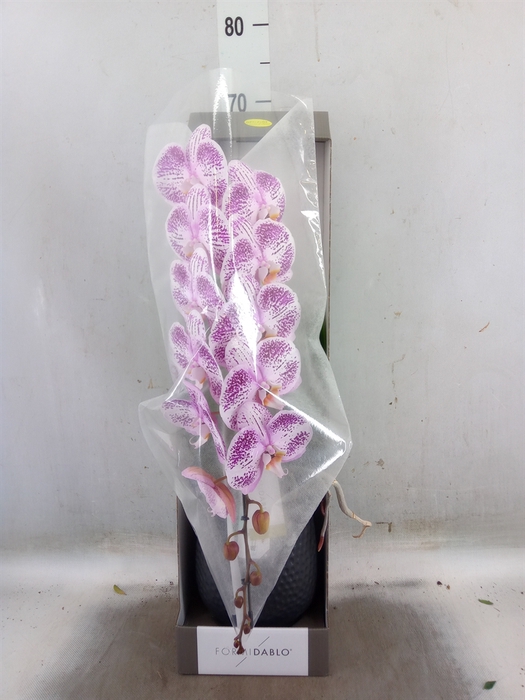 <h4>Phalaenopsis   ...lilac</h4>