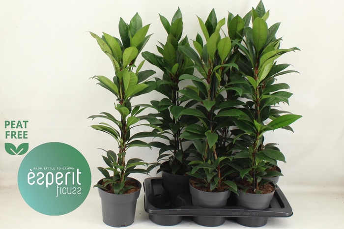 <h4>FIC CYAT COMPACTA</h4>