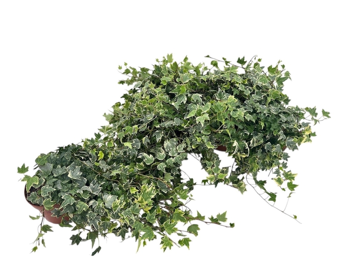 <h4>HED HE WHITE RIPPLE</h4>