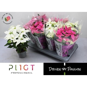 EUPHOR P PRI GEM