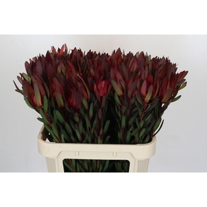 Leucadendron Safari Sunset