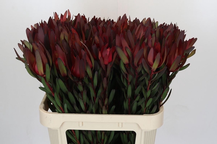 <h4>Leucadendron Safari Sunset</h4>