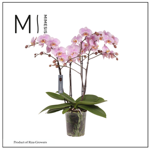 Mimesis Phal. Marvellous Light Pink - 50+ flowers 17cm