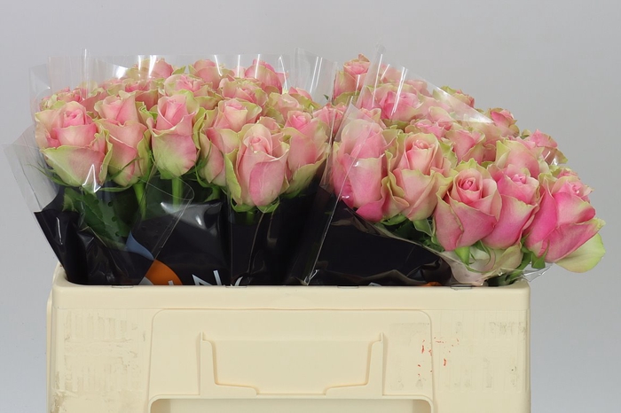 <h4>Rosa Gr Belle Rose</h4>