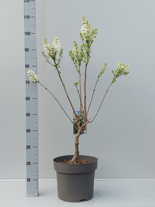 <h4>SYRI V MME F STEPMAN</h4>