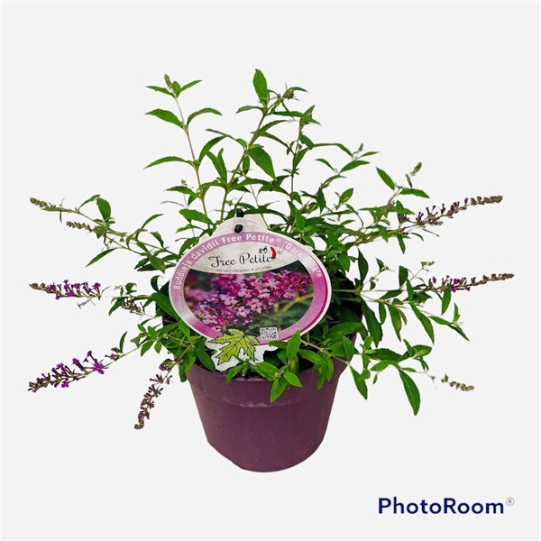 <h4>Buddleja dav. Free Petite 'Dark Pink' P19</h4>