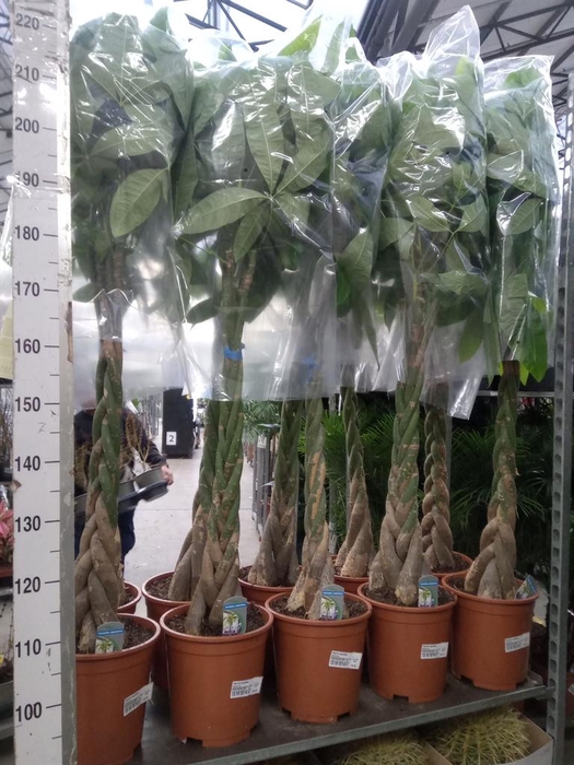 <h4>Pachira aquatica</h4>