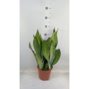 Sansevieria trifa. 'Moonshine'