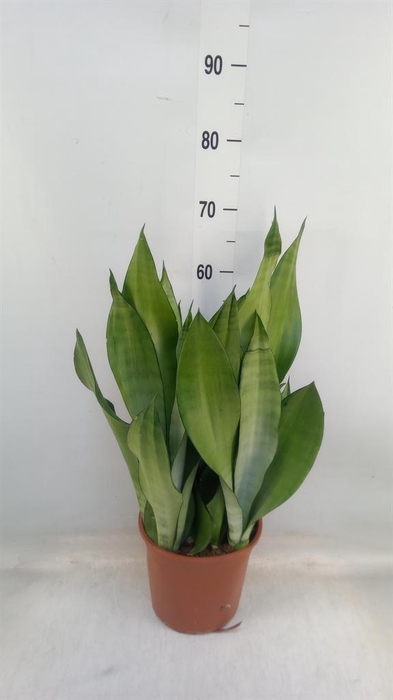 <h4>Sansevieria trifa. 'Moonshine'</h4>