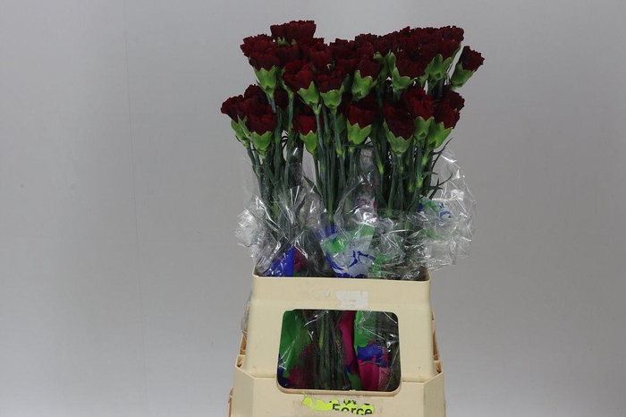 <h4>Di St Burgundy BD</h4>