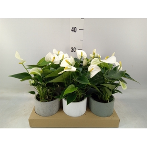 Anthurium   ...mix