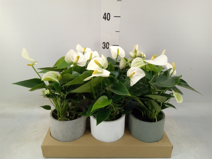 <h4>Anthurium   ...mix</h4>