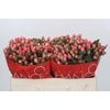 Hypericum Sweet Romance