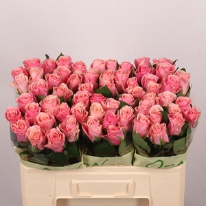 R GR LIGH P TACAZZI+