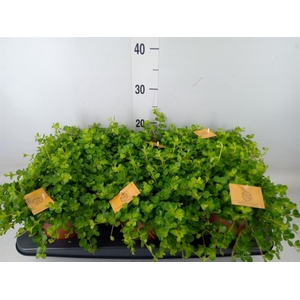 Peperomia rotundifolia