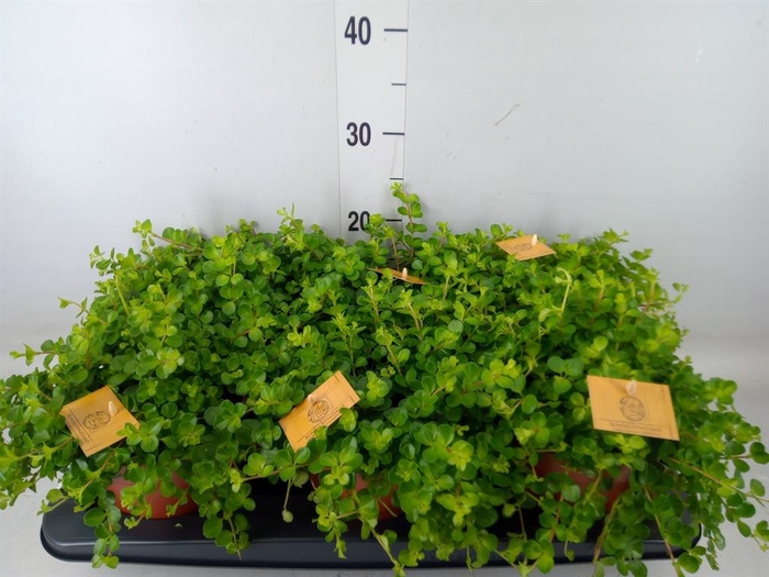 <h4>Peperomia rotundifolia</h4>