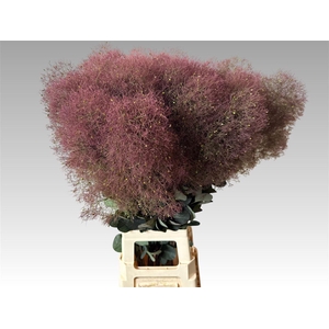 Cotinus C Magical Red Torch