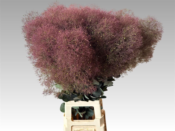 <h4>Cotinus C Magical Red Torch</h4>