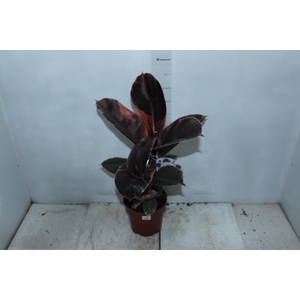 FICUS ELASTICA RUBY P17