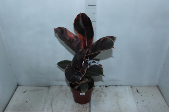 <h4>FICUS ELASTICA RUBY P17</h4>