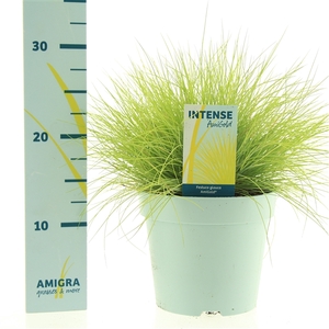 Festuca glauca AmiGold®