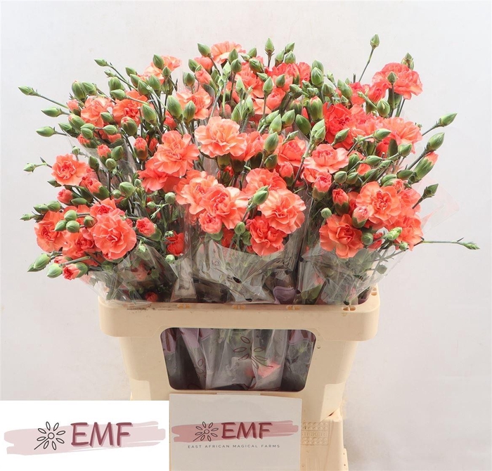 <h4>Di Tr Orange Amelie</h4>